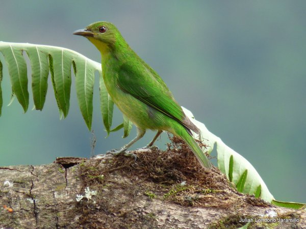 Photo (8): Green Honeycreeper