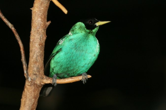 Photo (13): Green Honeycreeper