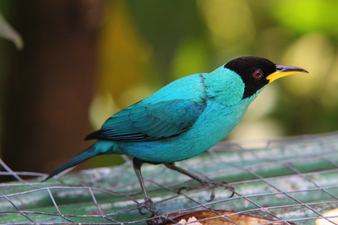 Photo (9): Green Honeycreeper