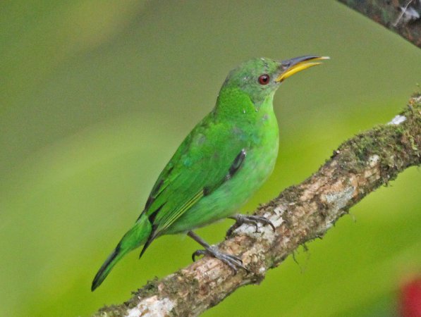 Photo (4): Green Honeycreeper
