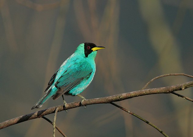 Photo (1): Green Honeycreeper