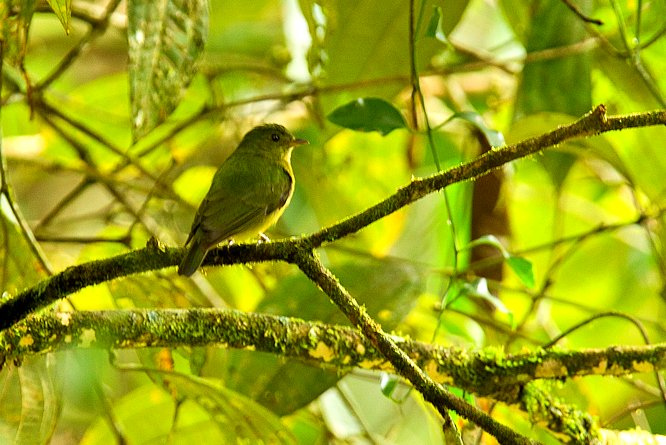 Photo (1): Green Manakin
