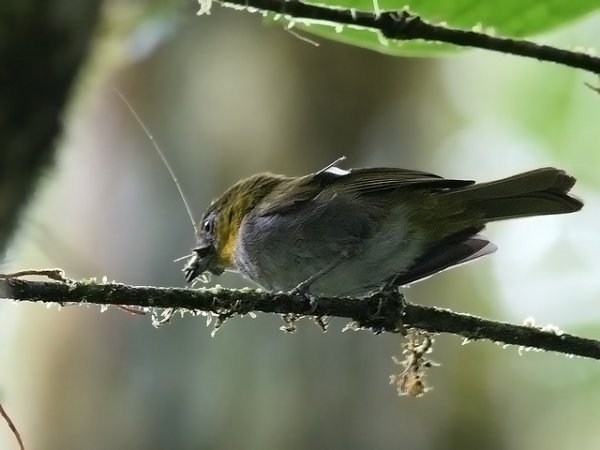 Photo (1): Yellow-throated Chlorospingus
