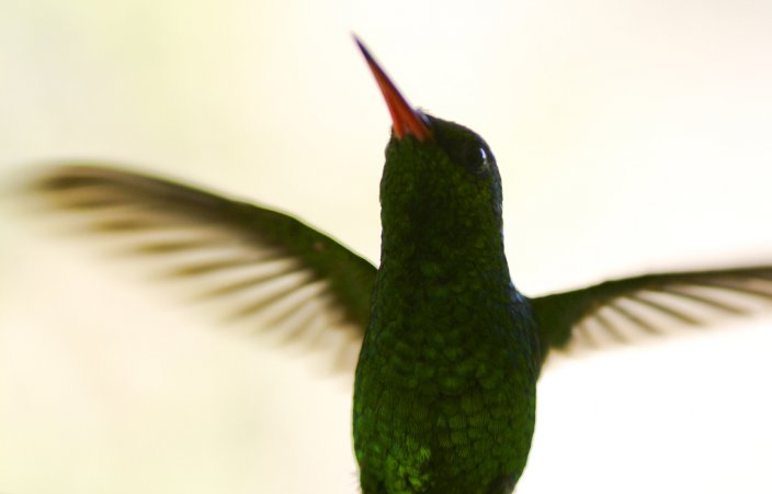 Photo (2): Canivet's Emerald