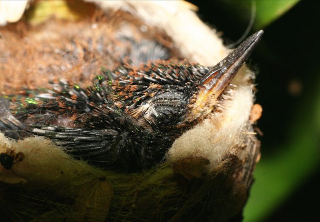 Photo (10): Blue-tailed Emerald