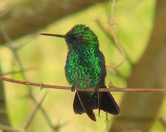 Photo (8): Blue-tailed Emerald