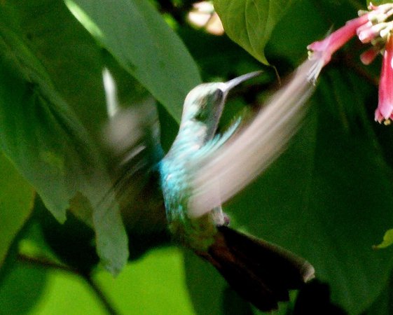 Photo (9): Blue-tailed Emerald