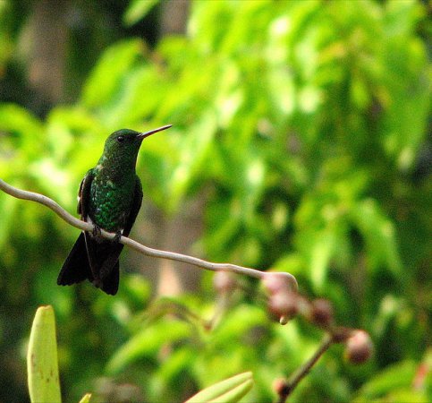 Photo (4): Blue-tailed Emerald