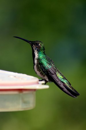 Photo (2): Blue-tailed Emerald