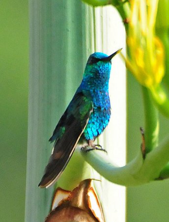 Photo (7): Blue-tailed Emerald