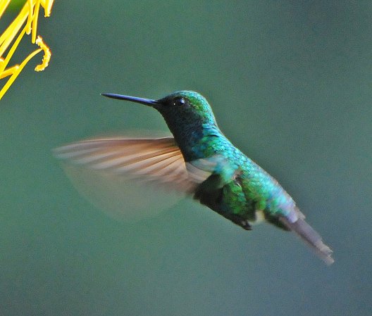 Photo (5): Blue-tailed Emerald