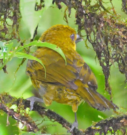 Photo (3): Carmiol's Tanager
