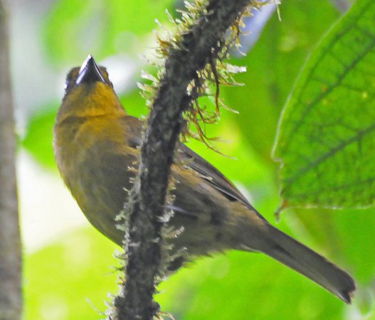 Photo (2): Carmiol's Tanager