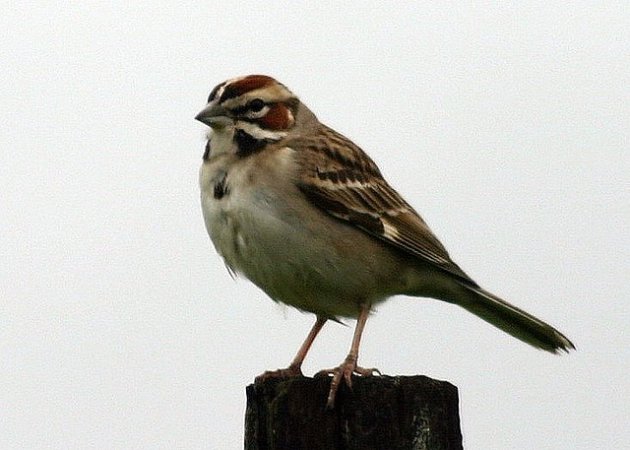 Photo (5): Lark Sparrow
