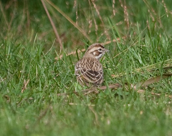Photo (19): Lark Sparrow