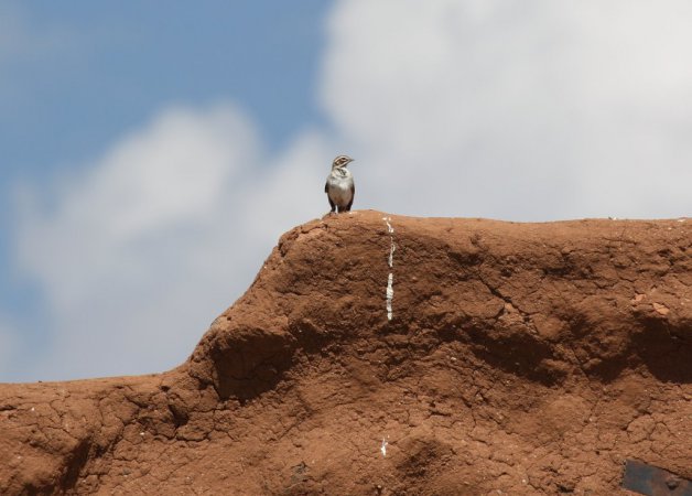 Photo (21): Lark Sparrow