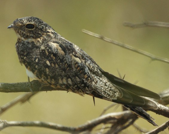 Photo (1): Lesser Nighthawk