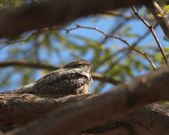 Photo (5): Lesser Nighthawk