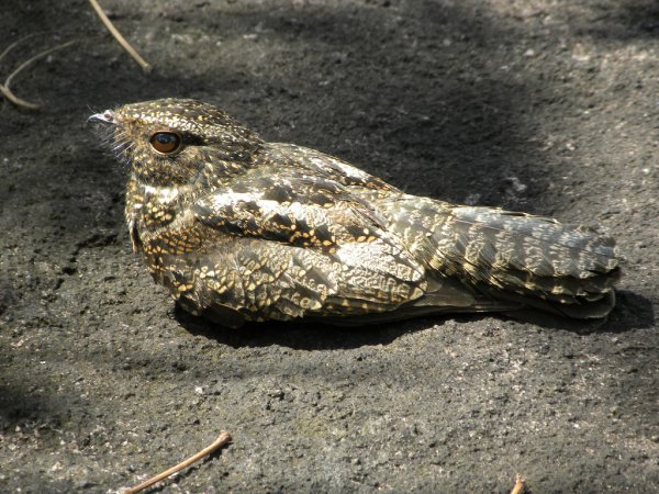Photo (4): Lesser Nighthawk
