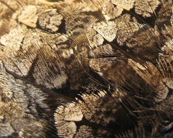 Photo (9): Lesser Nighthawk