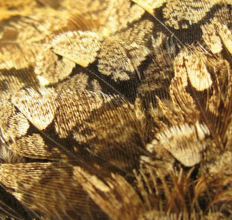 Photo (10): Lesser Nighthawk