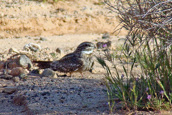 Photo (6): Lesser Nighthawk