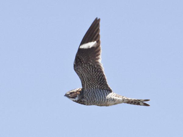 Photo (9): Common Nighthawk