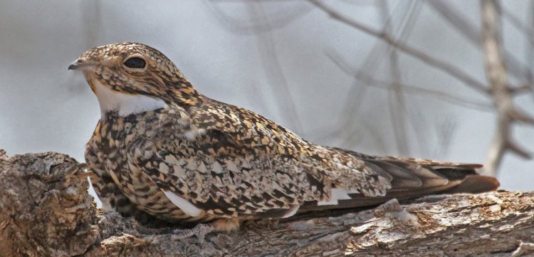Photo (1): Common Nighthawk