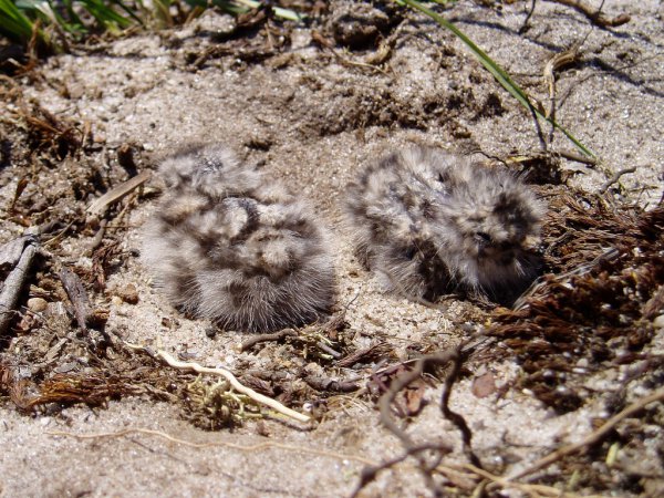 Photo (22): Common Nighthawk