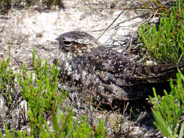 Photo (19): Common Nighthawk