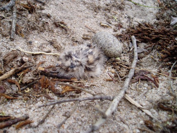 Photo (20): Common Nighthawk