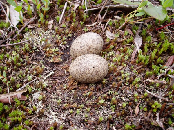 Photo (24): Common Nighthawk