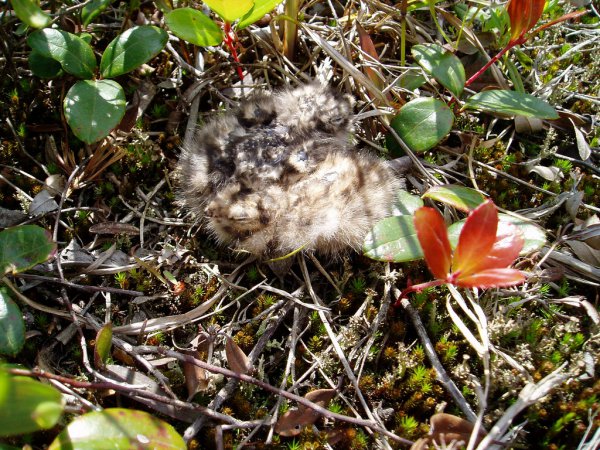 Photo (21): Common Nighthawk