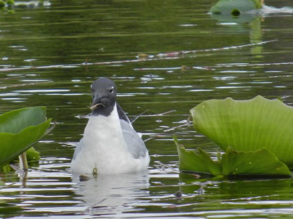 Photo (9): Bonaparte's Gull