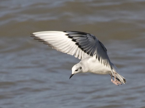 Photo (11): Bonaparte's Gull