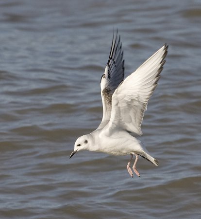 Photo (19): Bonaparte's Gull