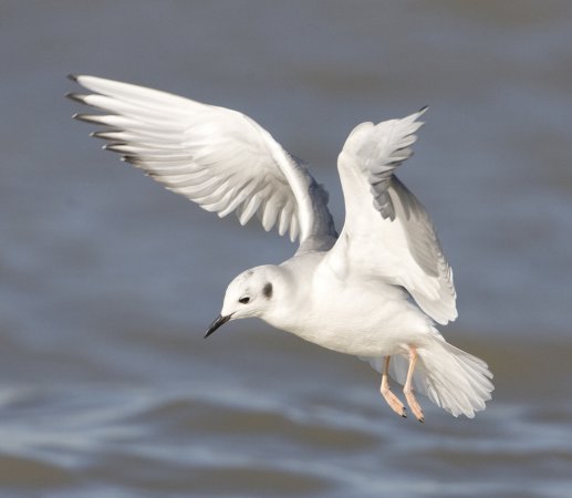 Photo (10): Bonaparte's Gull