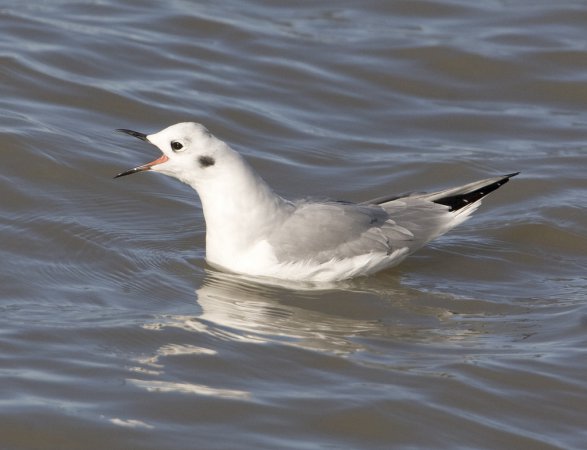 Photo (14): Bonaparte's Gull
