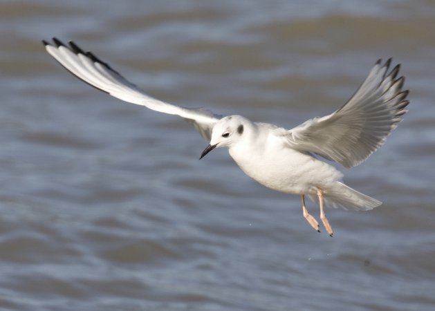 Photo (12): Bonaparte's Gull