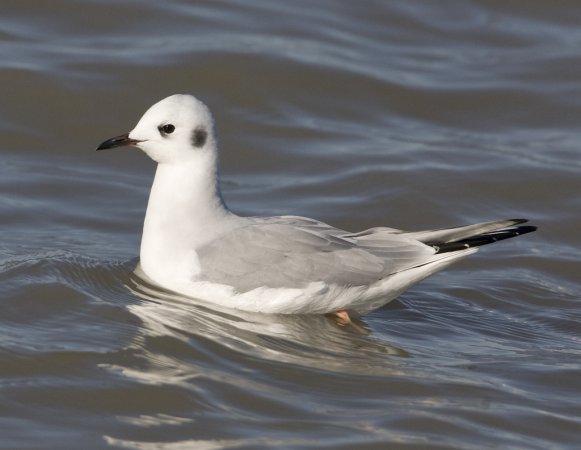 Photo (15): Bonaparte's Gull