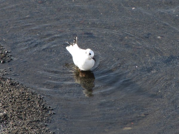 Photo (20): Bonaparte's Gull