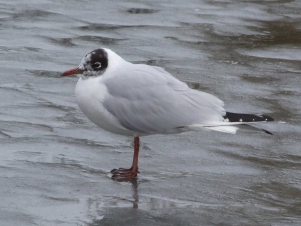 Photo (1): Black-headed Gull