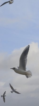 Photo (15): Black-headed Gull