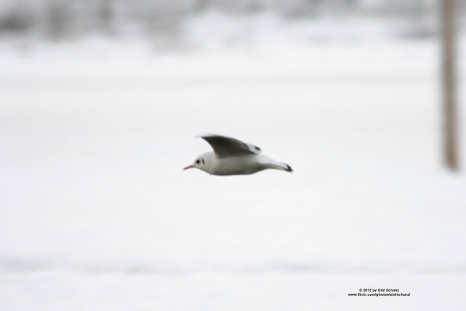 Photo (13): Black-headed Gull