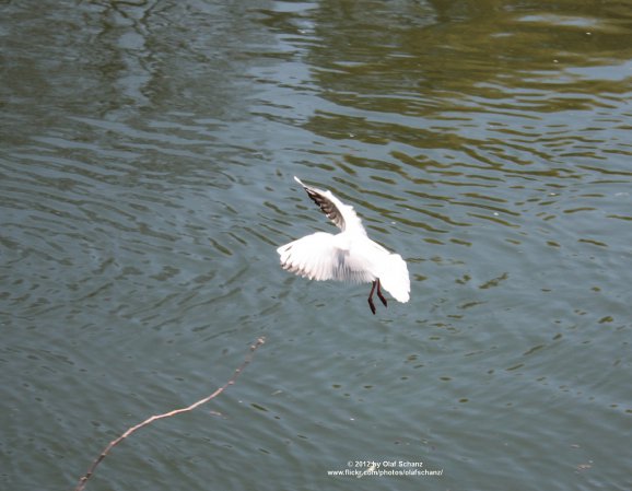 Photo (5): Black-headed Gull