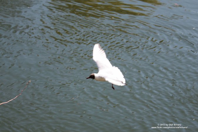 Photo (4): Black-headed Gull