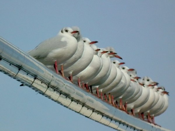 Photo (8): Black-headed Gull