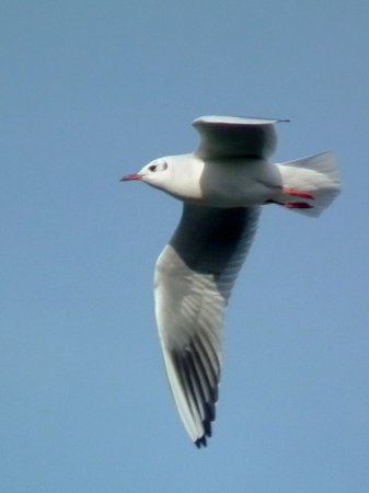 Photo (14): Black-headed Gull
