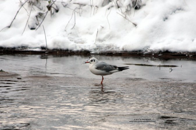 Photo (12): Black-headed Gull