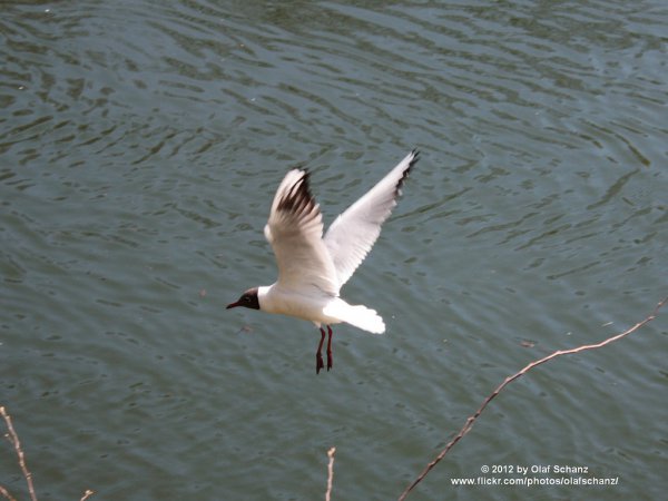 Photo (3): Black-headed Gull